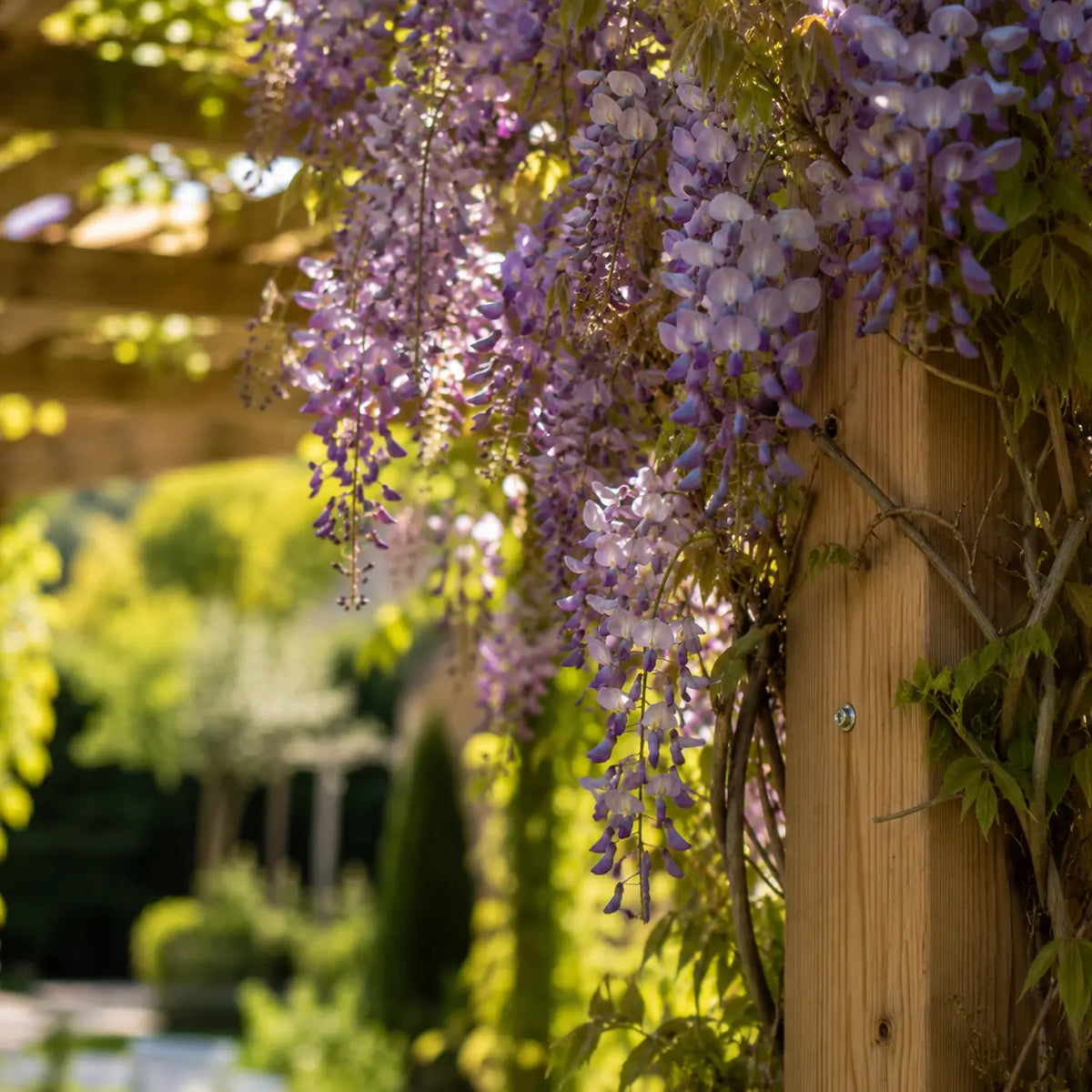 Lucie - Pergola bois naturel 3x4